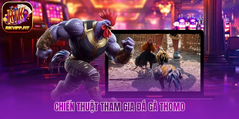 Chia sẻ kinh nghiệm tham gia đá gà Thomo